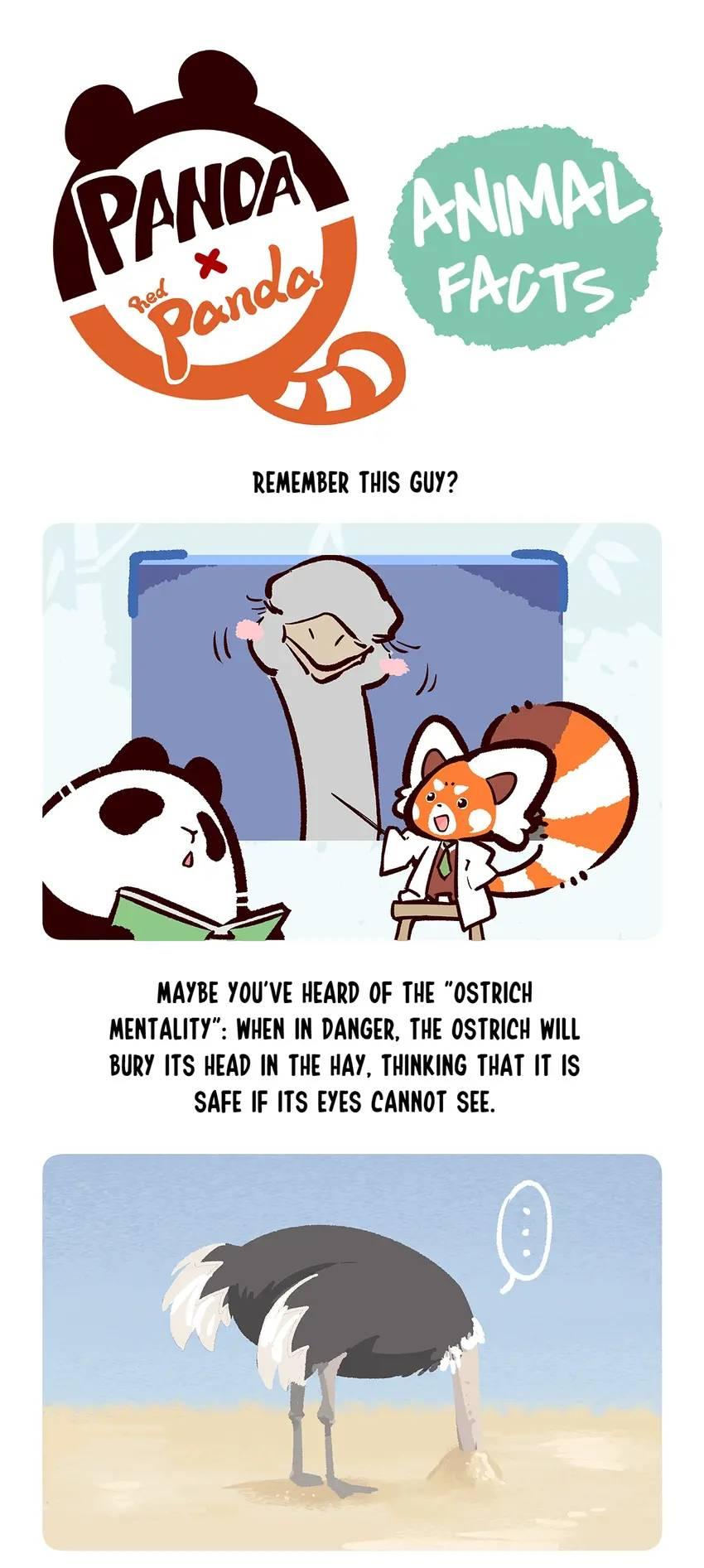 Panda and Red Panda - chapter 104 - #6